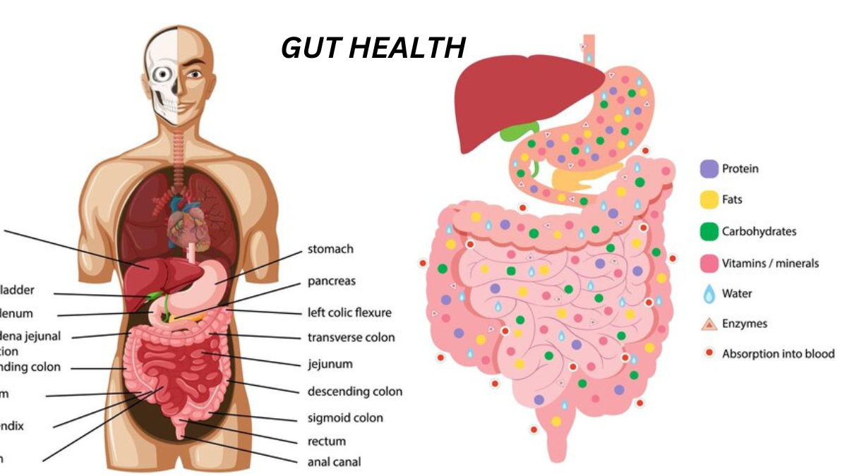 gut health test